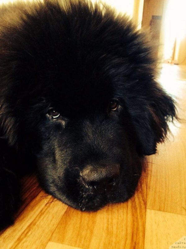 Фото: ньюфаундленд Эквалс зе Бест