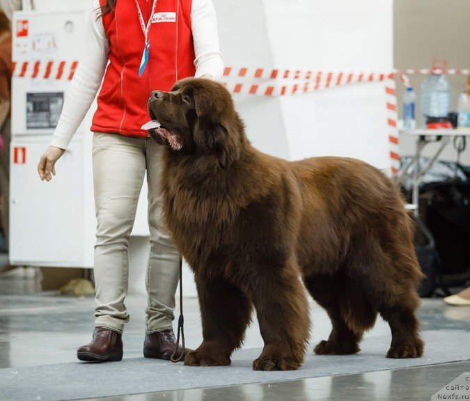 Фото: ньюфаундленд Ваше Благородие с Берега Дона (Vashe Blagorodie s Berega Dona)