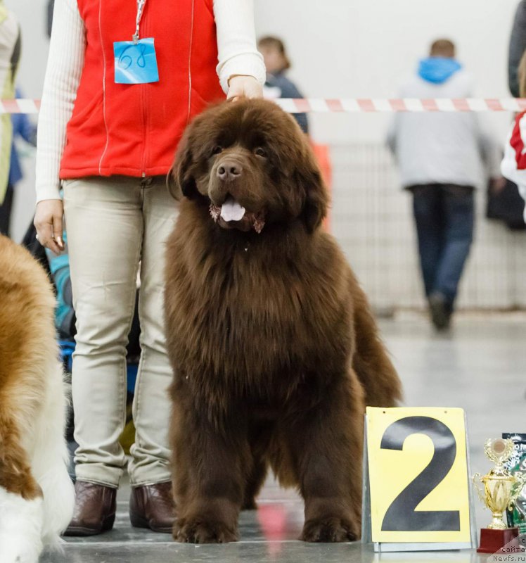 Фото: ньюфаундленд Ваше Благородие с Берега Дона (Vashe Blagorodie s Berega Dona)