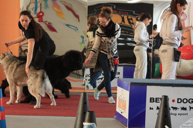 Фото: ньюфаундленд Жюстин с Берега Дона (Zhustin s Berega Dona), Анна Мартынова