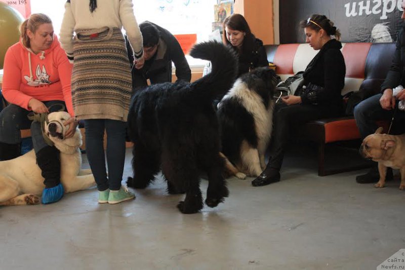 Фото: ньюфаундленд Жюстин с Берега Дона (Zhustin s Berega Dona), Анна Мартынова