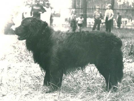 Фото: ньюфаундленд Цегги Кондор