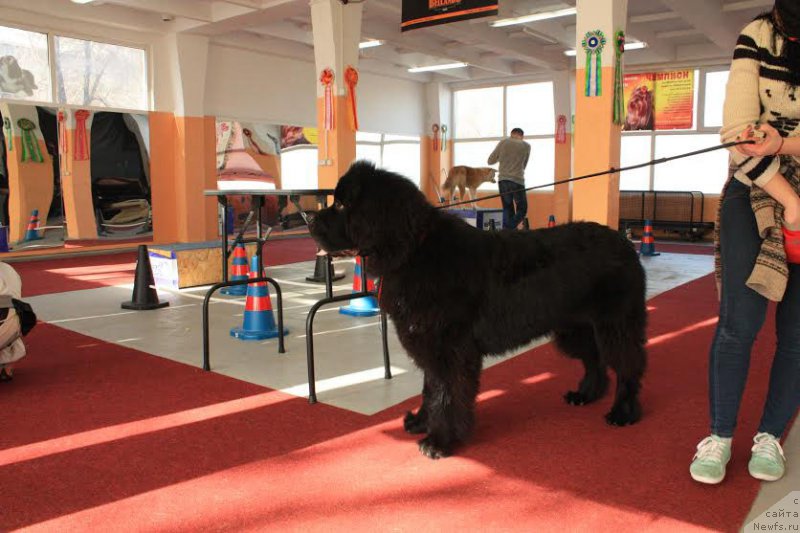 Фото: ньюфаундленд Жюстин с Берега Дона (Zhustin s Berega Dona)