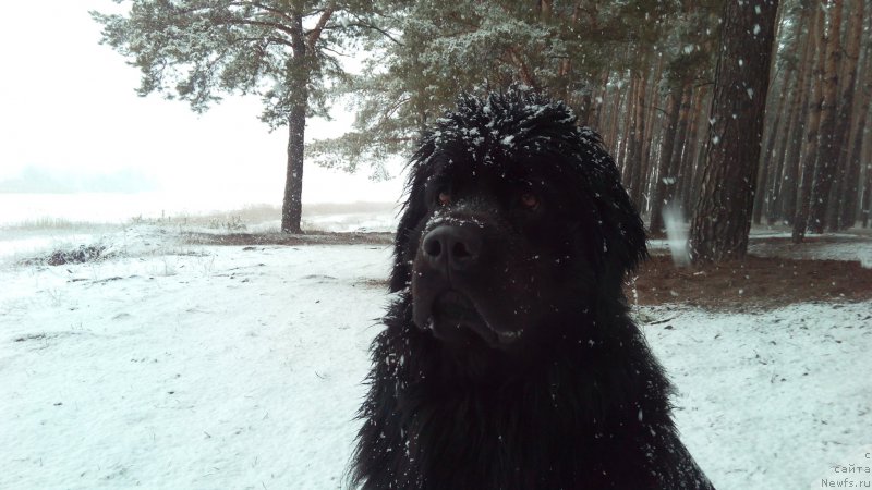Фото: Антон Абдрашитов, ньюфаундленд Питерньюф Авантюра (Piternyuf Aventure)