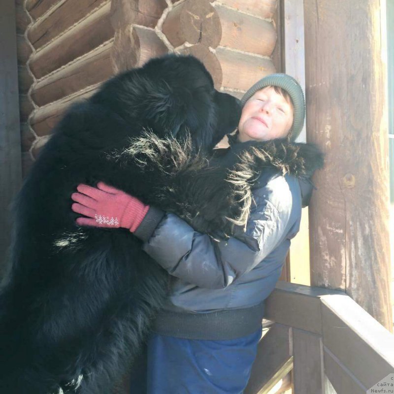 Фото: ньюфаундленд Нью-Пом-Шир Арктур Сварт Бьорн