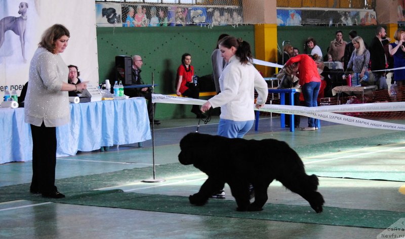 Фото: ньюфаундленд Хариетта Ембодимент оф а Греат Претендер (Harrieta Embodiment of a Great Pretender)