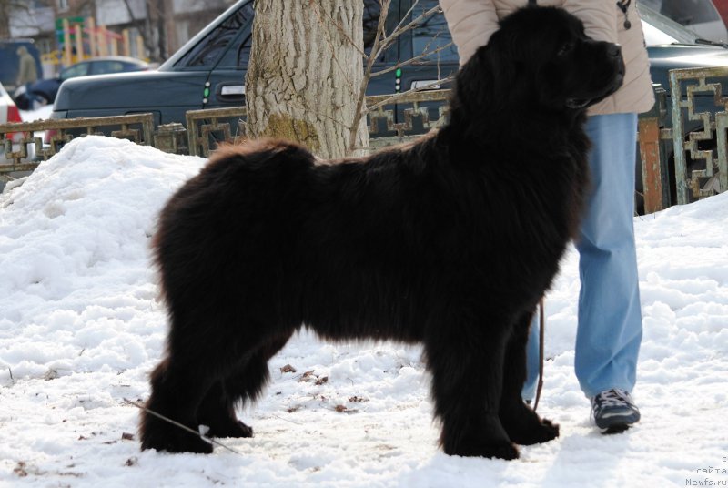 Фото: ньюфаундленд Хариетта Ембодимент оф а Греат Претендер (Harrieta Embodiment of a Great Pretender)