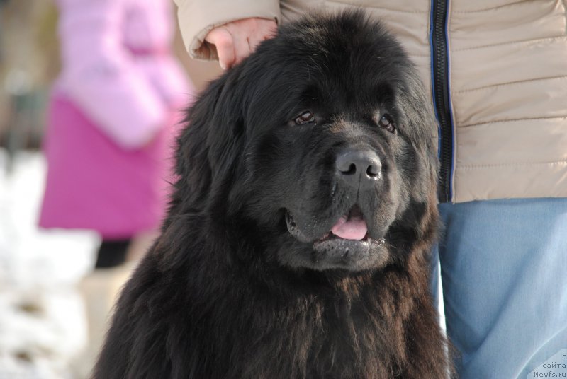 Фото: ньюфаундленд Хариетта Ембодимент оф а Греат Претендер (Harrieta Embodiment of a Great Pretender)