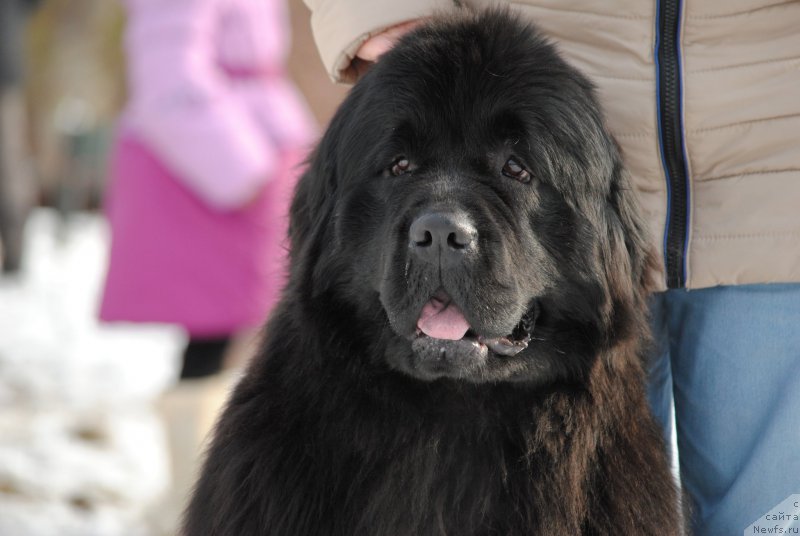 Фотография № 202823