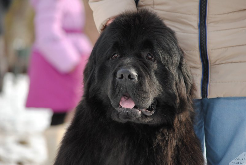 Фото: ньюфаундленд Хариетта Ембодимент оф а Греат Претендер (Harrieta Embodiment of a Great Pretender)