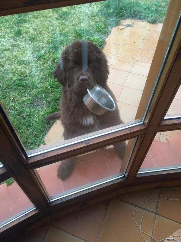 Фото: ньюфаундленд Фанньюф Адриатика (Funnewf Adriatika)