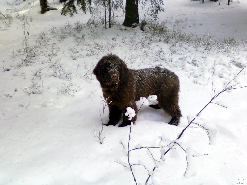Фото: ньюфаундленд Фанньюф Анатолия