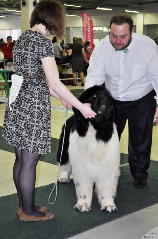 Фото: ньюфаундленд Флюфи Аваланч Центнер (Fluffy Avalanche Centner)