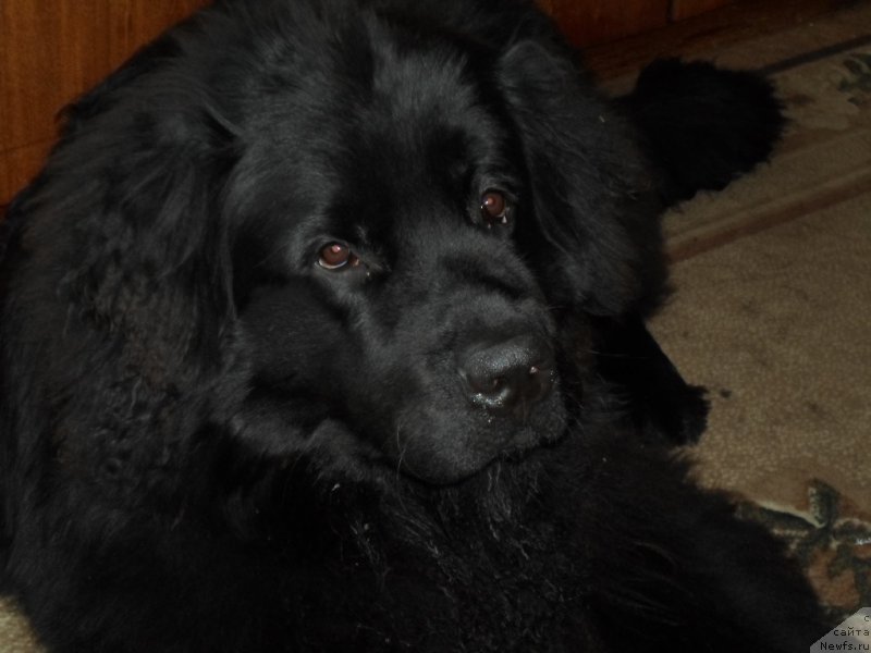 Фото: ньюфаундленд Преданный Друг