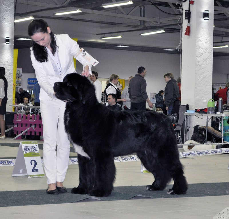 Фото: ньюфаундленд Бегущая по Волнам Чарт Топпер (Beguschaya po Volnam Сhart Topper)