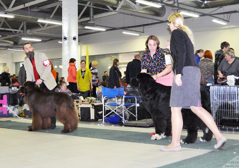 Фото: ньюфаундленд I Follow The Sun de L'Etoile de Cyrice, ньюфаундленд Питерньюф Омниа Винсет Амор (Piternyuf Omnia Vincet Amor)