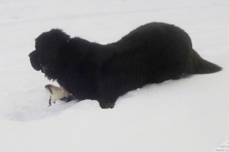 Фото: ньюфаундленд Черная Мафия Мове Уп Ин Тхе Ворлд (Chernaya Mafia Move Up In The World)