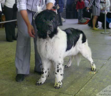 Фотография № 20285