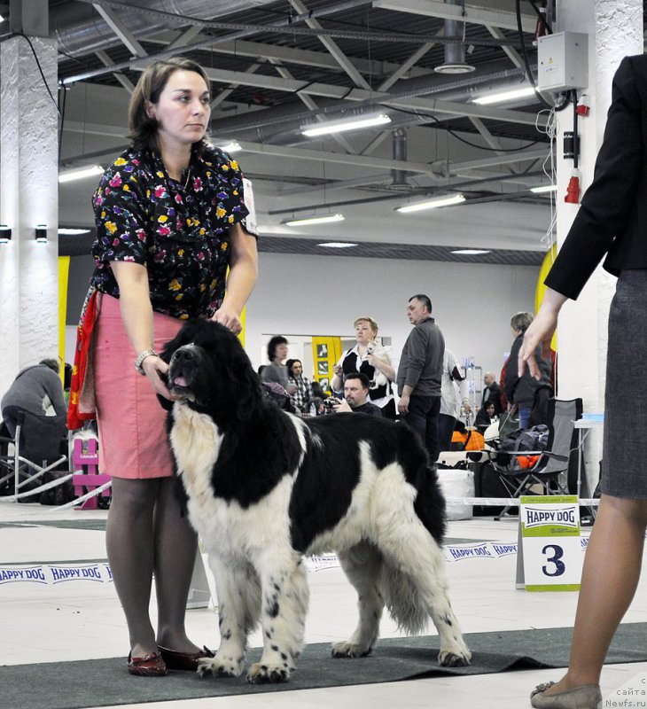 Фото: ньюфаундленд Питерньюф Банзай (Piternyuf Banzay)