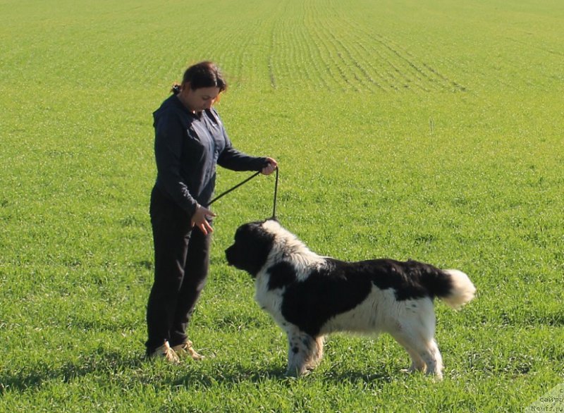 Фотография № 202861