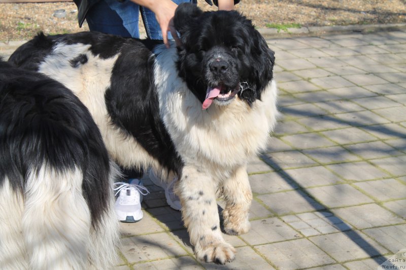 Фотография № 202863