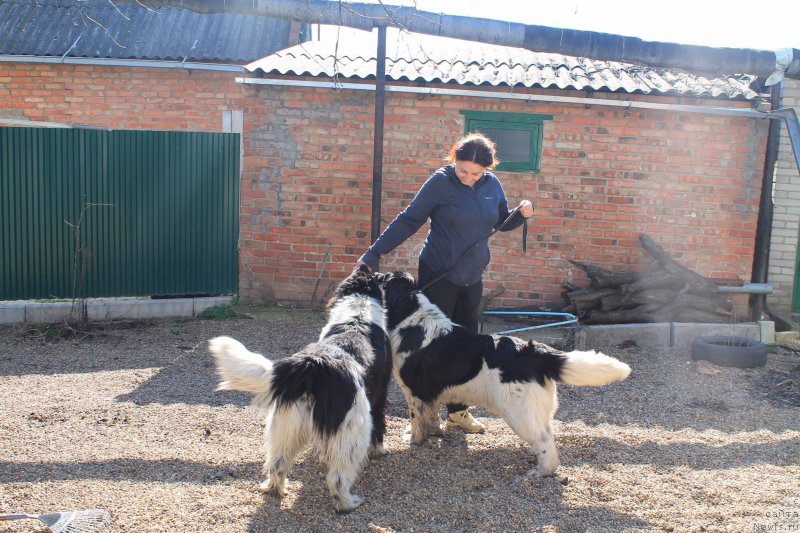 Фото: ньюфаундленд Маг Исполин Моя Волшебная Мечта, ньюфаундленд Geracl Super Mishka