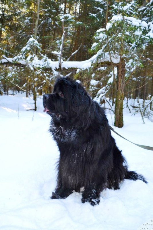 Фото: ньюфаундленд Черная Мафия Зоом Инто Ме (Chernaya Mafia Zoom Into Me)