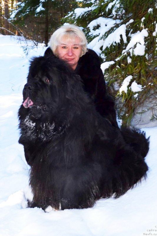 Фото: ньюфаундленд Черная Мафия Зоом Инто Ме (Chernaya Mafia Zoom Into Me), Марина Богданова