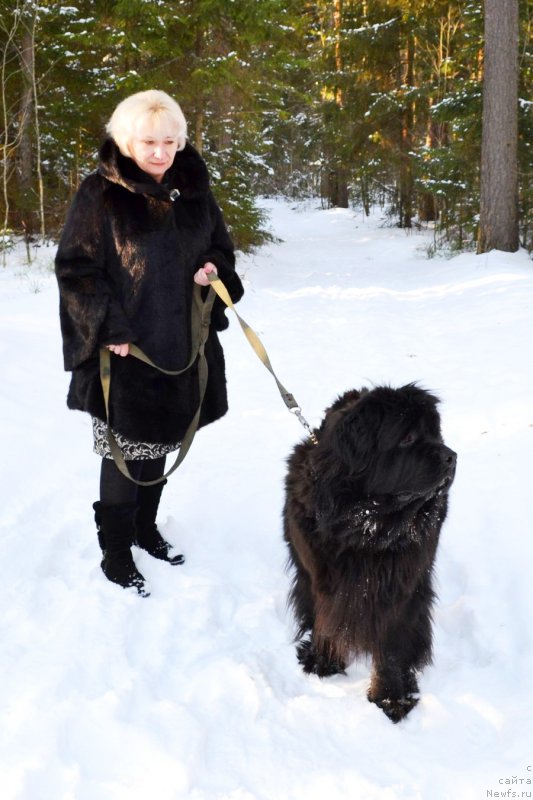 Фото: ньюфаундленд Черная Мафия Зоом Инто Ме (Chernaya Mafia Zoom Into Me), Марина Богданова