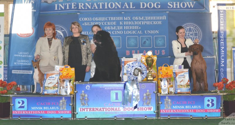 Фото: ньюфаундленд Time to Win Midnight Bear, Анастасия Заливако