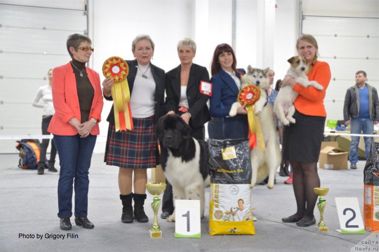 Фото: ньюфаундленд Супер Бизон Маэстро (Super Bizon Maestro), Нина Базулина