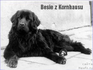 Фото: ньюфаундленд Besie z Kornhausu