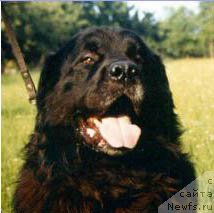 Фото: ньюфаундленд Illary od Trojske skaly