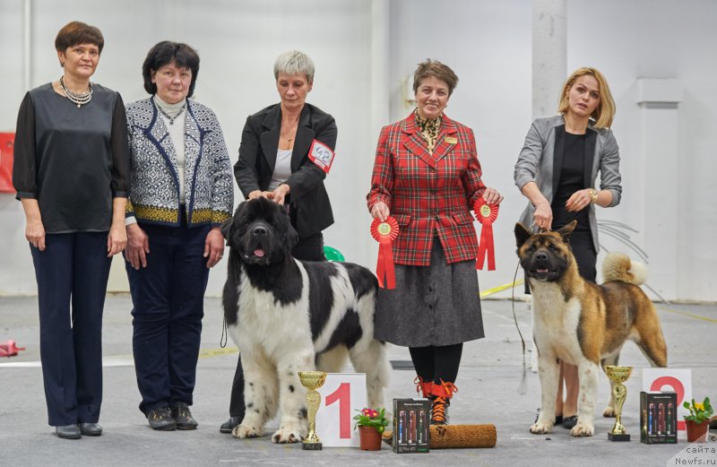 Фото: ньюфаундленд Супер Бизон Маэстро (Super Bizon Maestro), Нина Базулина