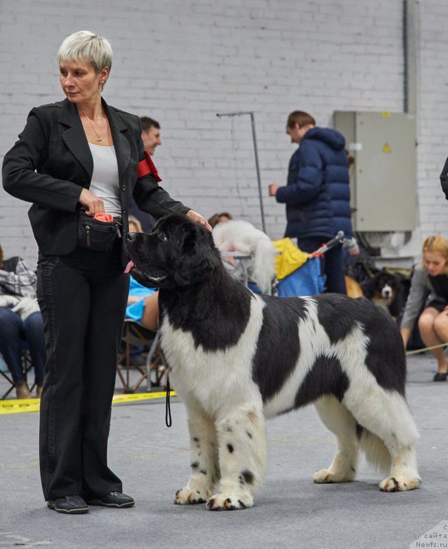 Фото: ньюфаундленд Супер Бизон Маэстро (Super Bizon Maestro), Нина Базулина
