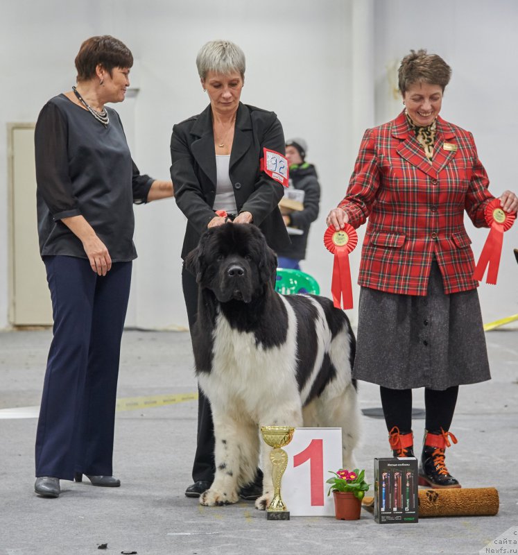 Фото: ньюфаундленд Супер Бизон Маэстро (Super Bizon Maestro), Нина Базулина