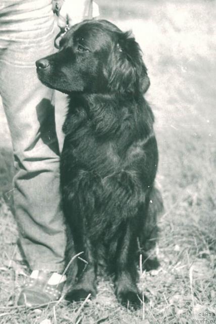 Фото: ньюфаундленд Урса Улла