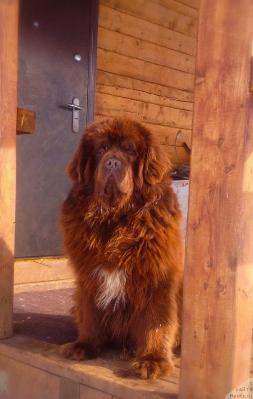Фото: ньюфаундленд Повелитель Великих Озер
