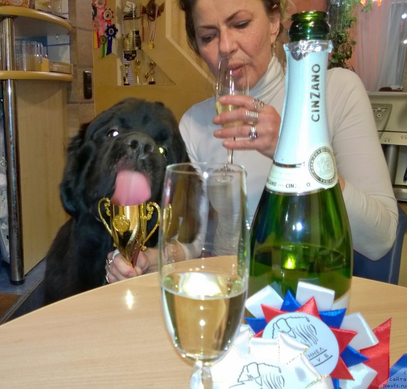 Фото: ньюфаундленд Бегущая по Волнам Чарт Топпер (Beguschaya po Volnam Сhart Topper), Юлиана Никифорова