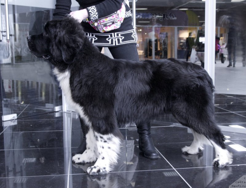 Фото: ньюфаундленд Акватория Келвин Домино (Aquatoriya Kelvin Domino)