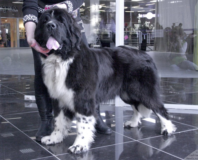 Фото: ньюфаундленд Акватория Келвин Домино (Aquatoriya Kelvin Domino)