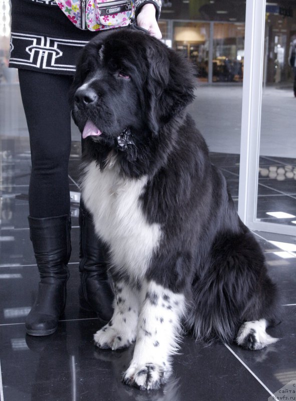 Фото: ньюфаундленд Акватория Келвин Домино (Aquatoriya Kelvin Domino)