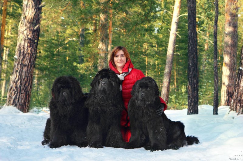 Фото: Ирина Черникова, ньюфаундленд Супер Премиум Инвисибл (Super Premium Invisible), ньюфаундленд Супер Премиум Уинстон Чурчилль, ньюфаундленд Супер Премиум Ундерковер Лове (Super Premium Undercover Love)