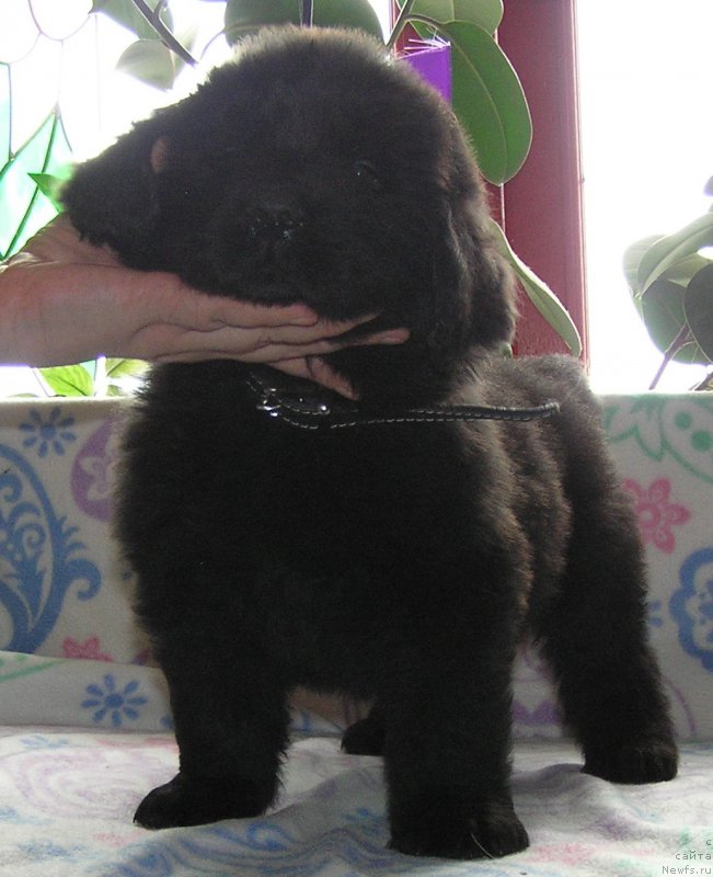 Фото: ньюфаундленд Матвей с Берега Дона (Matvey s Berega Dona)