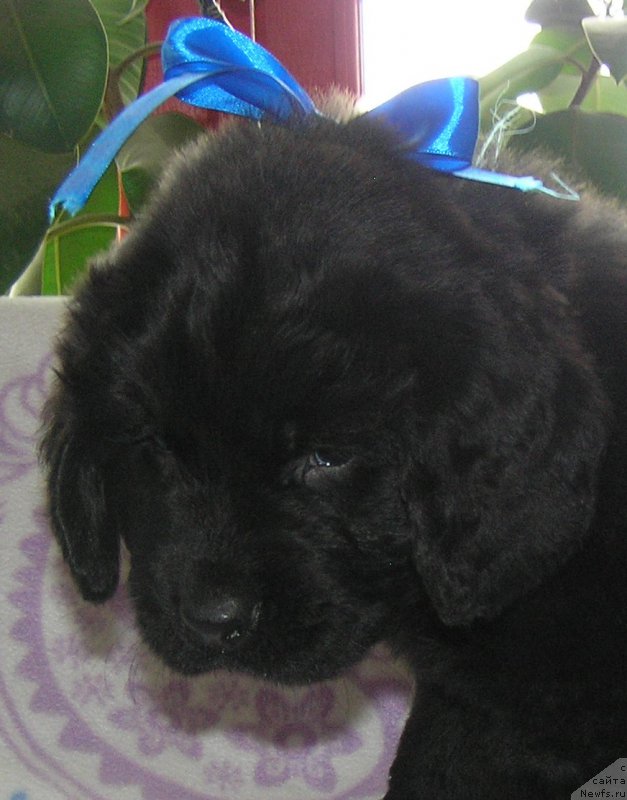 Фото: ньюфаундленд Матвей с Берега Дона (Matvey s Berega Dona)