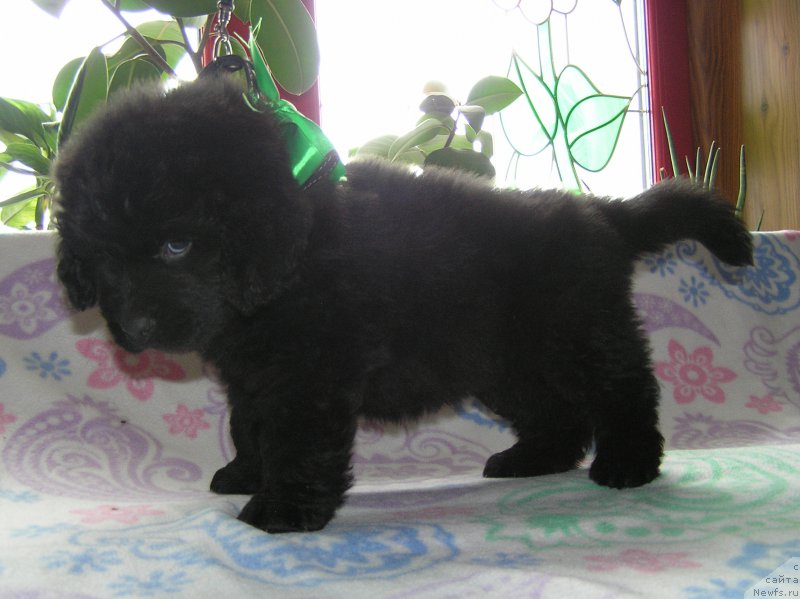 Фото: ньюфаундленд Матвей с Берега Дона (Matvey s Berega Dona)