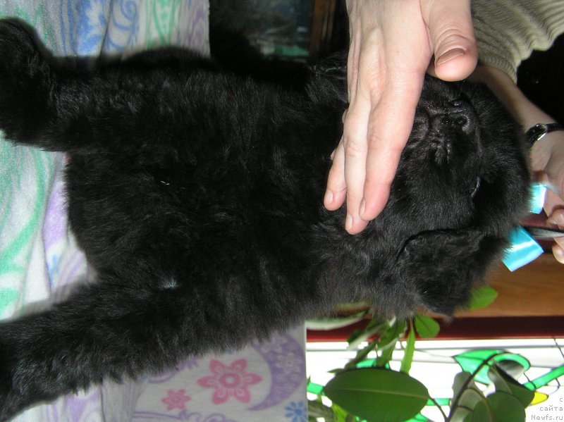 Фото: ньюфаундленд Матвей с Берега Дона (Matvey s Berega Dona)