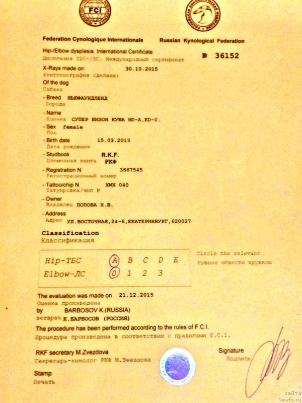 Фото: ньюфаундленд Супер Бизон Куба