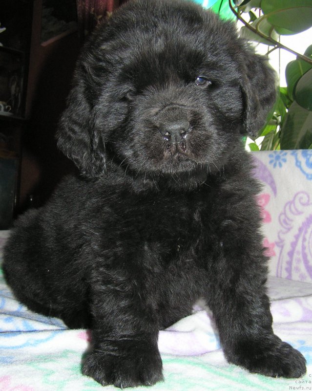 Фото: ньюфаундленд Матвей с Берега Дона (Matvey s Berega Dona)