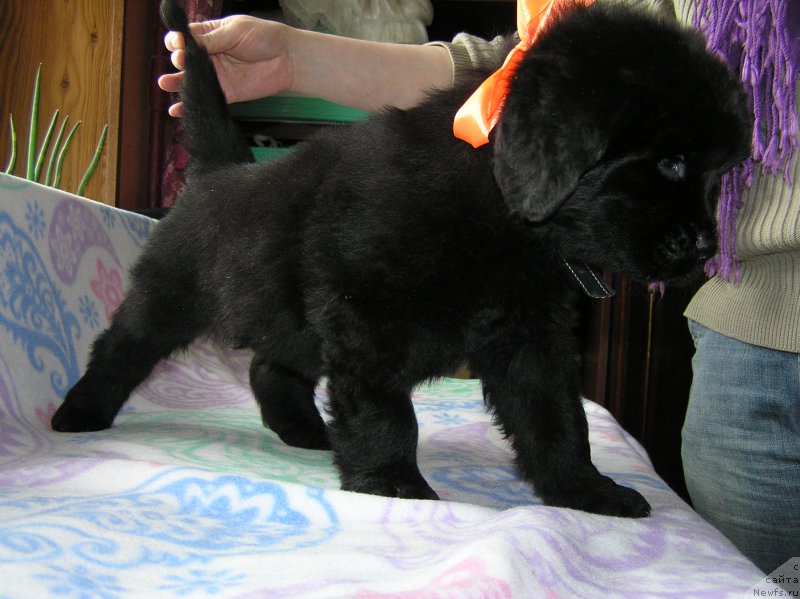 Фото: ньюфаундленд Матвей с Берега Дона (Matvey s Berega Dona)